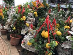 -龙大花卉苗木市场