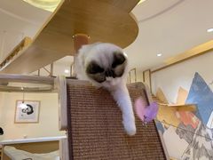 -滚猫咖啡·猫咖·猫友好撸猫(未来城店)