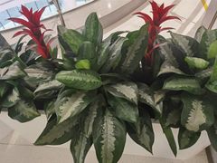 -佛山复星禅诚医院