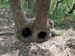 -上海佘山国家森林公园天马山园