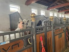 -北京群众马术培训基地