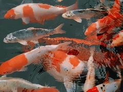 -观唐（国际）度假村温泉