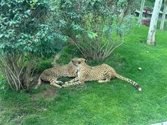 -北京野生动物园