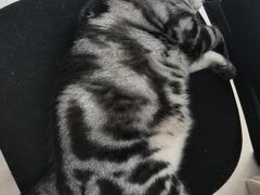 -伟伟宠物医院·瑞派猫友好医院·猫科(光谷店)