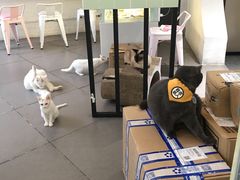 -有猫主题·治愈系猫咖(曾厝垵店)