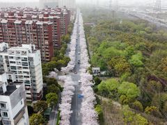 -高东镇樱花园