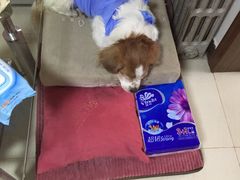 -美联众合动物医院·24h京西诊疗中心