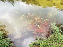 -无染寺