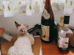 -momokira米努特·德文卷毛猫·棉花面纱犬