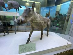 -国家自然博物馆