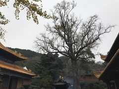 -普陀山风景名胜区-法雨禅寺