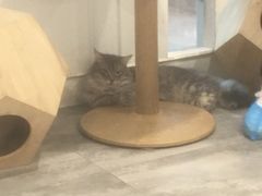 -楼上猫咖(罗湖店)