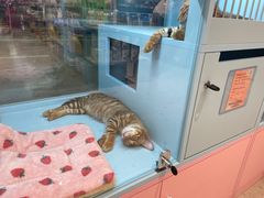 -FAELING PETS美天灵宠物(合生汇店)