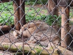 -合肥野生动物园