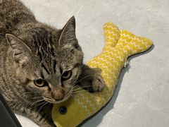 -天宠宠物医院24小时·急重症诊疗中心·全科·腔镜特色(和平分院)