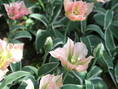 -上海鲜花港