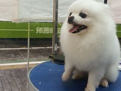-瑞鹏宠物医院·夜间急症·心超·猫科(祖庙分店)