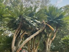 -中国科学院西双版纳热带植物园