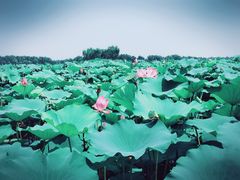 -白洋淀景区