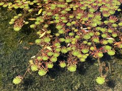-云溪植物园