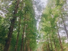 -黄海国家森林公园