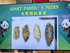 -都江堰中华大熊猫苑