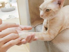 -猫和宫(六道口店)