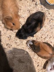 -酷嗒动物文化乐园(cutezoo西溪乐天城店)