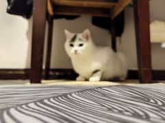 -贝来恩24H动物医院·转诊中心(稻香路店)