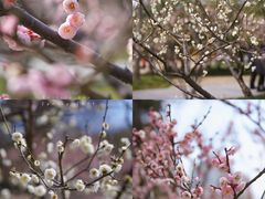 -新虹桥中心花园