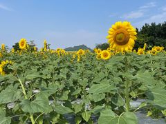 -光明小镇欢乐田园