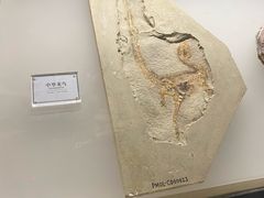 -辽宁古生物博物馆
