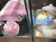 -FAELING PETS美天灵宠物(富力广场店)