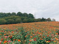 -秀丽东方