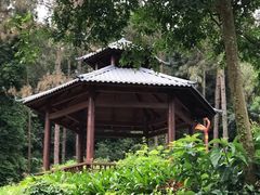 -南宁良凤江国家森林公园