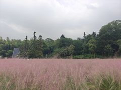 -宜兴龙背山森林公园