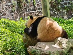 -都江堰中华大熊猫苑