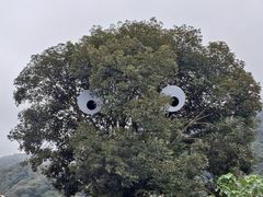 -广州市石门国家森林公园