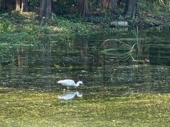 -上海滨江森林公园