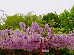 -嘉定紫藤园