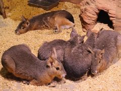 -正佳雨林生态植物园