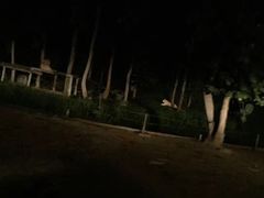 -清迈夜间动物园