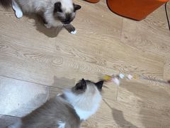 -1013 PET SHOP精品宠物商店(丁香店)