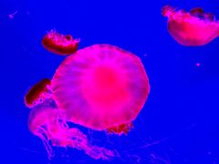 -沈阳海洋探索中心