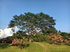 -中国科学院西双版纳热带植物园