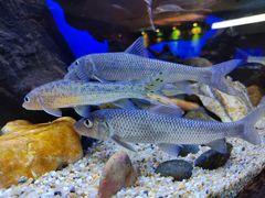 -上海海洋水族馆