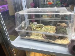 -花鸟鱼虫鲜花绿植市场(玉泉路店)