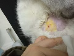 -中农大我爱我爱24h动物医院·中医针灸·猫专科·骨科医疗中心(双井店)