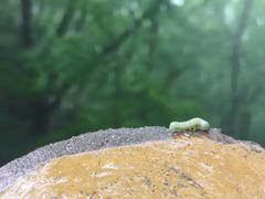 -牛背梁国家森林公园