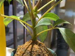 -龚海宝· 烧烤· 羊肉原切挂糊更好吃(庄市店)